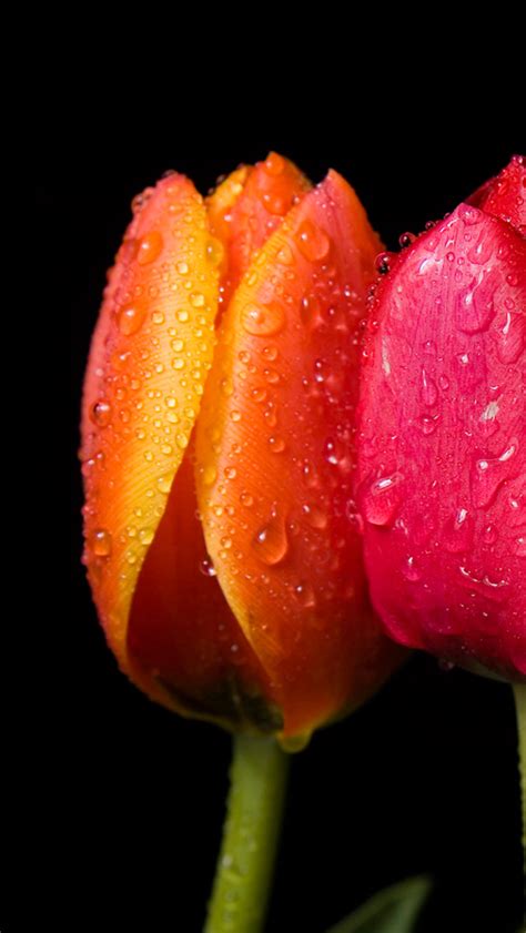 We did not find results for: Wallpapershdview.com: HD Wallpapers Spring Flower 2013 ...