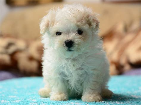 Top 8 Cute Small Dogs That Dont Shed Pets Nurturing