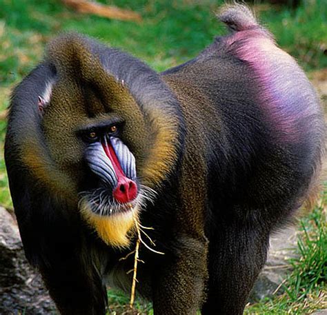 Mandrill The Largest And Most Colorful Of All Monkeys Animal