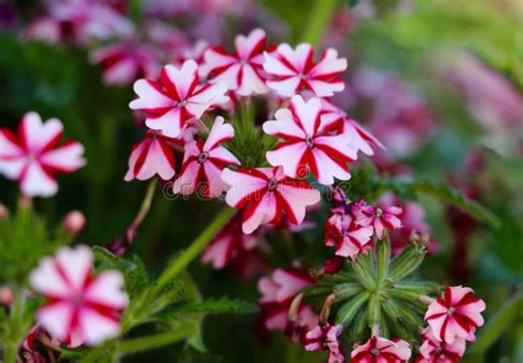 Red And White Flowers Stock Image Image Of Plant Leaves 53724045