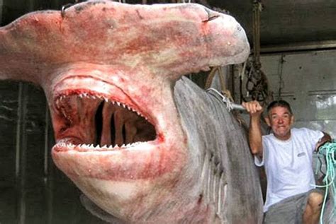Check Out The Head On This Monster Caught Off The North Coast Of New