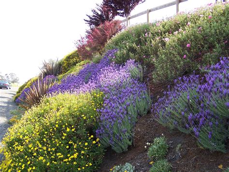 Hotels near loess hills lavender farm. Drought tolerant, deer resistant hillside | Drought ...