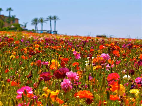 Herradura Flowers Carlsbad Ca / Flower Fields in Carlsbad | Flower field, Beautiful ... / San ...