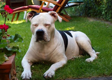 The american bulldog dog is popularly known as working breed. American Bulldog - Hunderasse A - Hundeseite.de