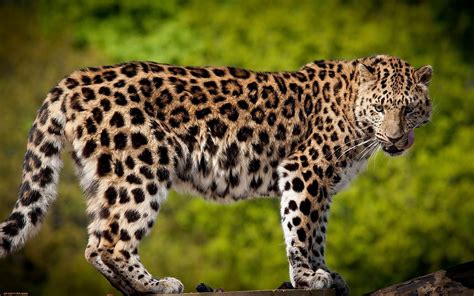 Leopard Nature Phone Wallpapers