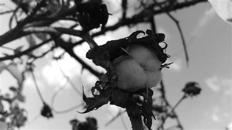 3840x2160 3840x2160 Black And White Branch Closeup Cotton Nature