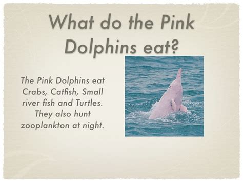 What do dolphins eat dolphins have been regarded as friendly towards humans. Pink Dolphin