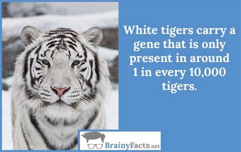 Animal Facts White Tigers Did You Know White Tiger Tiger Animal