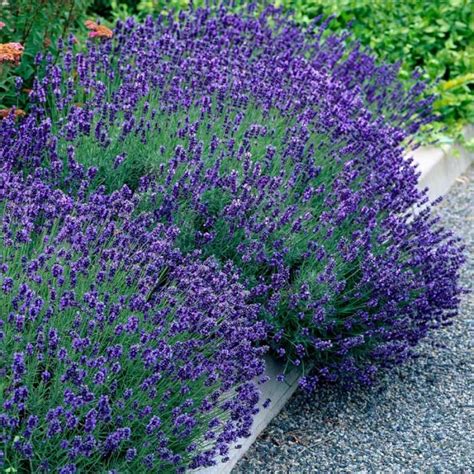 Köp Lavandula angustifolia Hidcote Lavendel online Garmundo se Paket om m²
