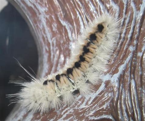 White Fuzzy Caterpillar With Black Head And Stripe Down Back