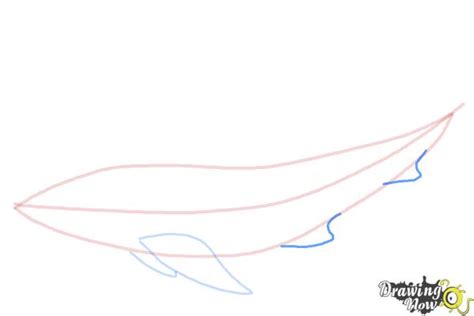 How To Draw A Whale Shark Drawingnow