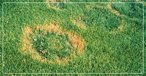 Diagnose And Treat Necrotic Ring Spot Fungus In A Lawn Ifas Blog