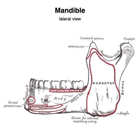 Mandible Muscle Attachments Grays Illustration Image