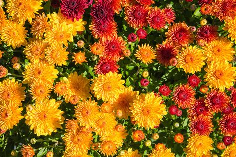 Brighten Up Your Yard With Chrysanthemums Tallahassee Magazine