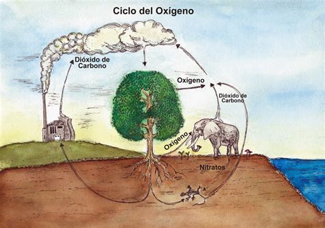 Ciclos Biogeoquimicos Ciclo Del Oxigeno