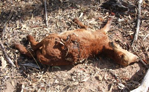 Wild Dogs Kill Nine Sheep Au