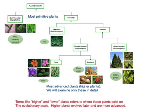 Bio Plant Primary And Secondary Growth Flashcards Quizlet