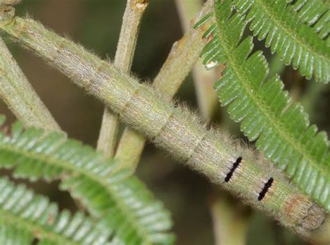 Caterpillar Of Wattle Snout Moth Pararguda Nasuta On Black Wattle