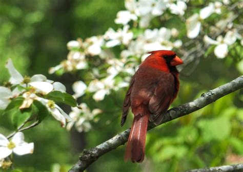 Virginia State Bird Clashing Pride