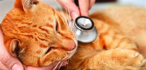 La Artrosis Felina Una Enfermedad Que Afecta El Movimiento Del Gato