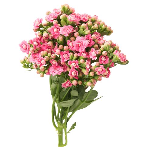 Read 13,318 reviews from the world's largest community for readers. Kalanchoe Cutflowers Pink - Danziger