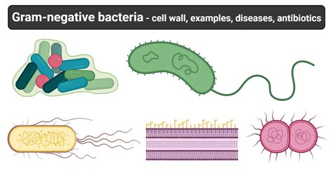 Gram Negative Bacteria Cell Wall Examples Diseases Antibiotics