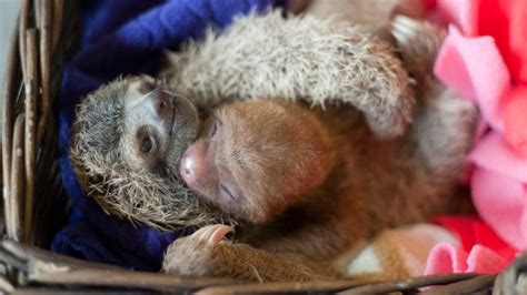 Sloths Cuddle Snack And Hang Out In Institutes Cute Photos
