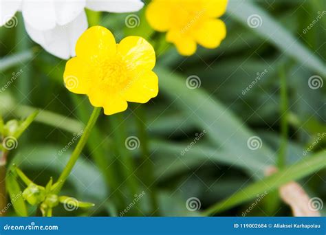 Young Flower Buttercup In Spring Garden Stock Photo Image Of Garden