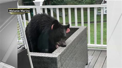 Bear 211 Spotted In Ct Last Month Turns Up In Ny Backyard Nbc New York