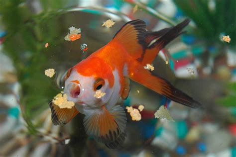 What Do Goldfish Eat Healthy Goldfish Diet Without Worries