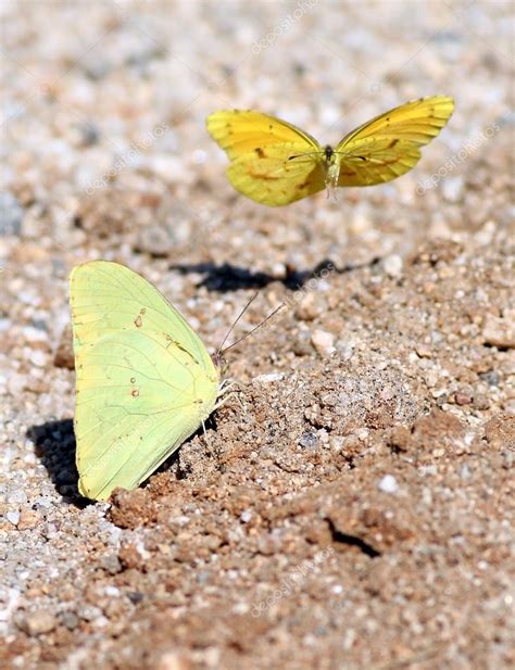 Two Yellow Butterflies Stock Photo By ©randimal 117601742