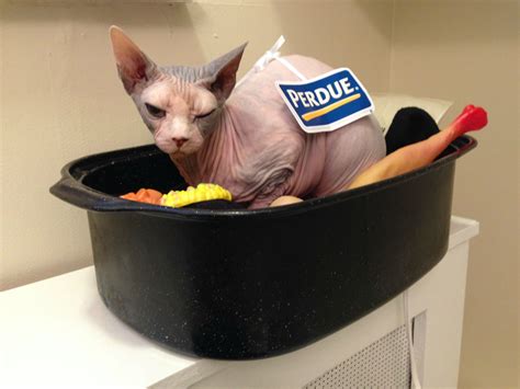 39 likes · 20 talking about this. 50 Purrfect Halloween Costume Ideas for Your Pet