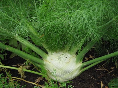 Fennel For Pickling A Gardeners Table