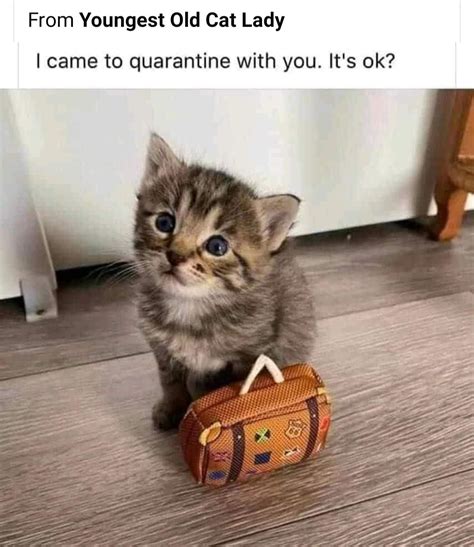 Pin By Trooper Peter On Cutest Kittens And Funniest