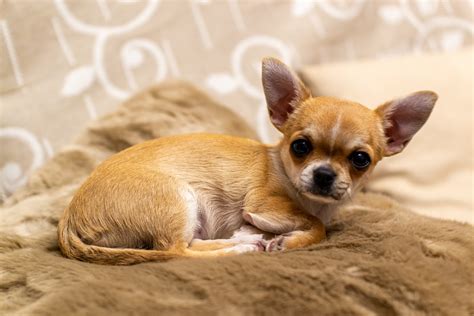 30 Facts About Chihuahuas You Would Love To Know Rchihuahua