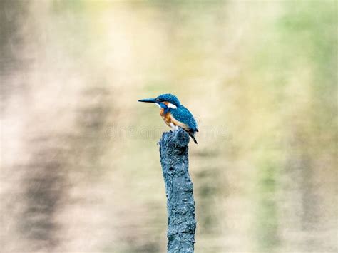 Common Kingfisher On A Pond Stump Closer 2 Stock Photo Image Of Fauna
