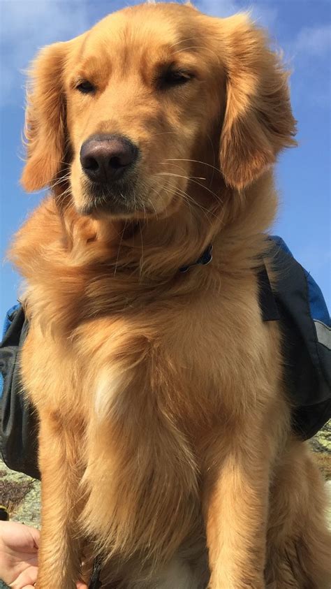 The Life Of A Golden Retriever Adventure Dog Dog Training Methods