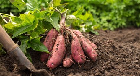 Growing Sweet Potatoes Planting At Home