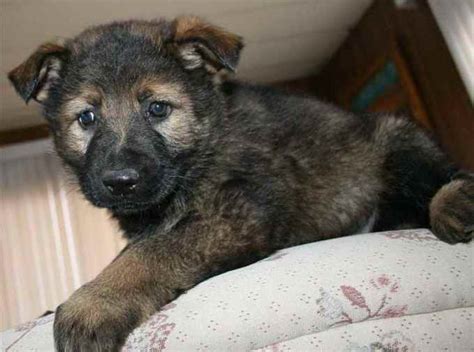 Dark Sable German Shepherd Puppies For Sale Petsidi