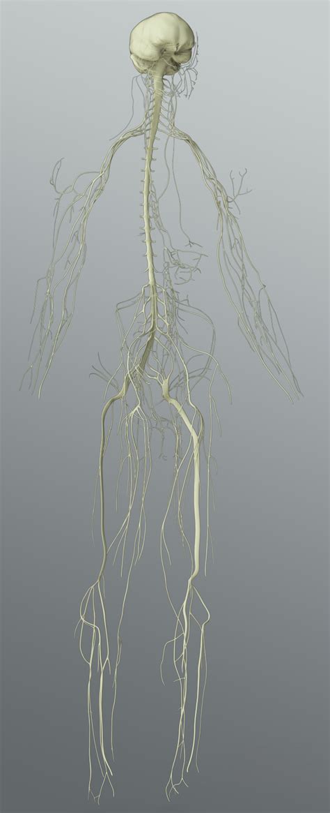 Zygote Solid 3d Male Nervous System