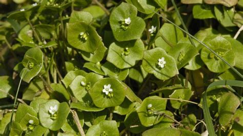 Beginners Guide To Foraging Spring Greens On The Oregon Coast Travel