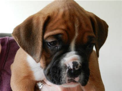 Only guaranteed quality, healthy puppies. BEAUTIFUL BOXER PUPPIES FOR SALE 2girl 3boys FOR SALE ...