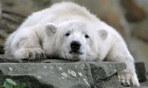 The New Knut Half Brother Of Worlds Most Famous Polar Bear Captures