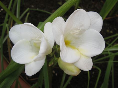 Let's grow south africa together. Freesias-The Lovely January Flowers From South Africa ...