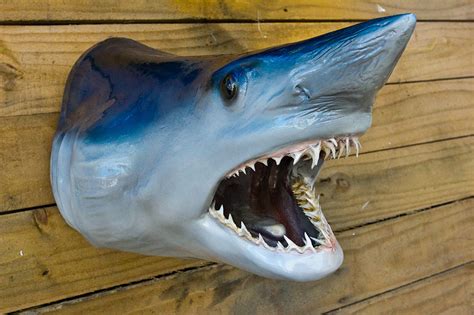 Mako Sharkhead 18 Inches Full Mount Fiberglass Fish Replica The Fish