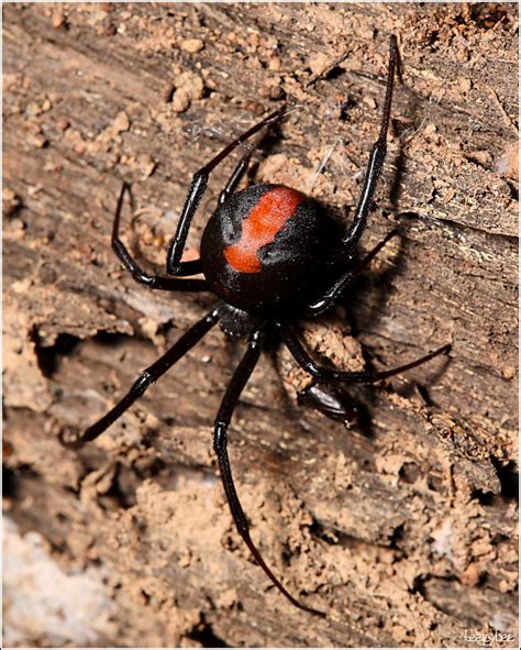 What To Do If A Black Widow Spider Bites You What To Know About