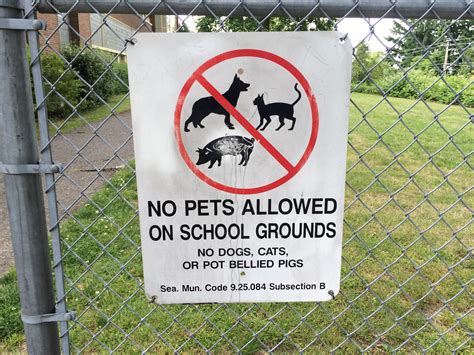 Why Are Potbellied Pigs Banned From Seattle Schools Kuow News And