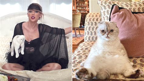 Taylor Swifts Cat Is One Of The Richest Pets In The World