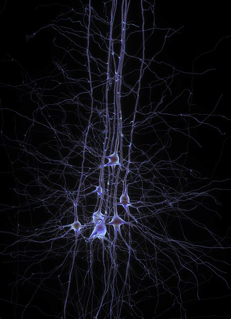 Neurons Wallpapers High Quality Download Free