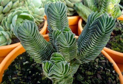 40 Strange And Unique Succulents Youve Probably Never Seen Before